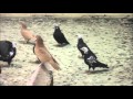 Бакинские голуби в Подмосковье 