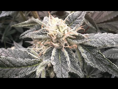 Day 63 🚨harvest time🚨￼