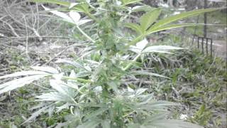 Royal Haze Autofloreciente