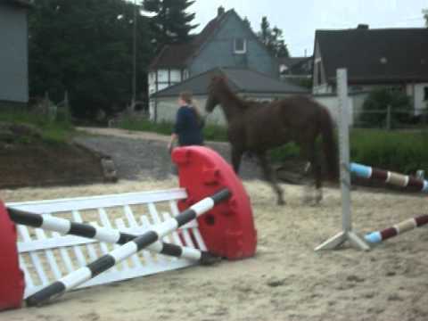 Dunkelfuchsstute 2,5 J. 174 cm  von "Fürst Romancier" sucht neues Zuhause.