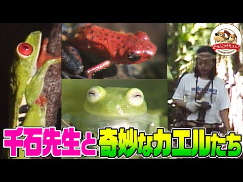 ブラジルで最も有毒なカエル