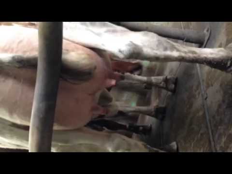 Putting clusters on the cow