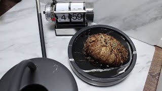 Mesmerising Resurrection of Desert Plant || ViralHog