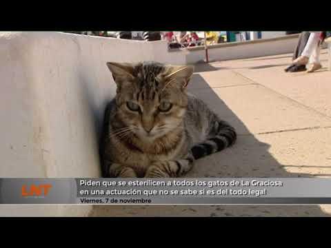 ¿Es legal esterilizar a todos los gatos de La Graciosa?
