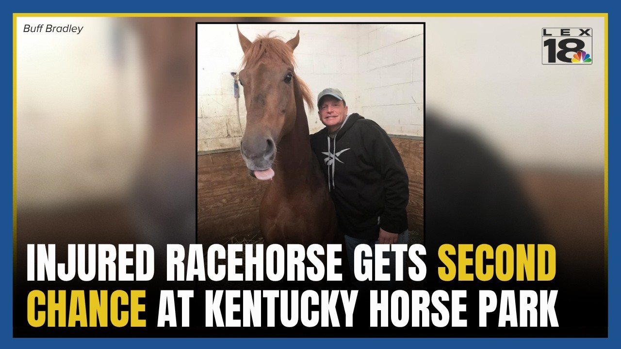 'Not everything is bad': Injured racehorse gets second chance at Kentucky Horse Park