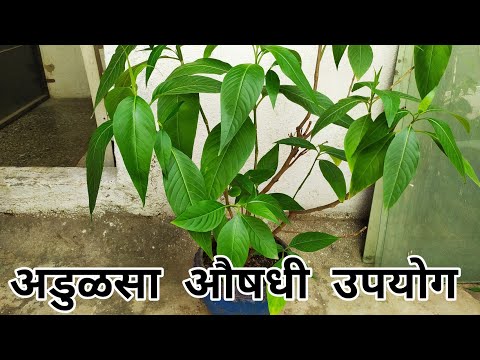 अडुळसा आयुर्वेदिक औषधी फायदे |Medicinal Uses Of Adulsa | Adhatoda vasaka Aayurvedic plant benefits