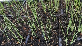 How to start bunching onion seeds