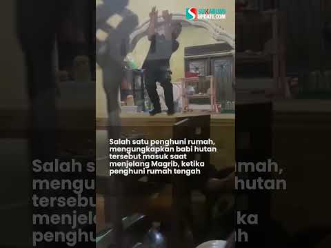 Heboh! Babi Hutan Tiba-tiba Lari Masuk Rumah Ketua DPRD Kuningan