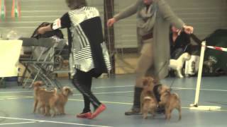 rbis  breedings group