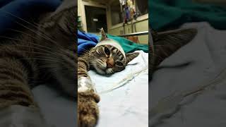 Download lagu kasian kucing nya sakit #kucingsakit #kucingmenangis #kucingsedih #kucingnangis mp3