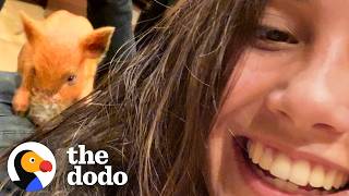 From Highway Rescue To Full-Time Baby Pig Bestie | The Dodo