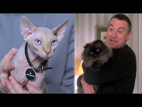 Top 10 Movie Cats