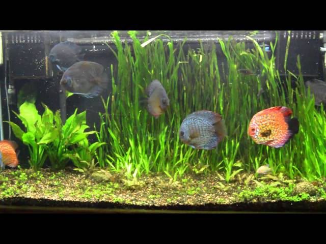 90 Gallon discus Tank Update