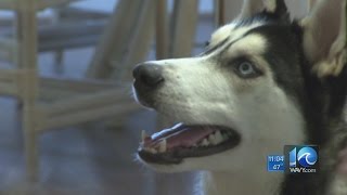 Brandi Cummings on the husky bought off Craigslist returned to Norfolk family