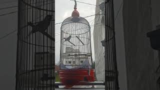 Download lagu Gelatik Batu Avanza lagi bongkar bunyi Love Bird Tarek mp3