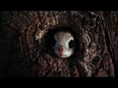 La ardilla voladora tiene un "paracaídas" incorporado | NATIONAL GEOGRAPHIC ESPAÑA