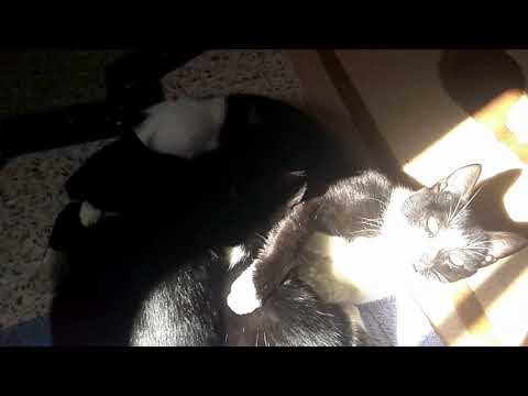 cats with their mom  funny cats    قطط