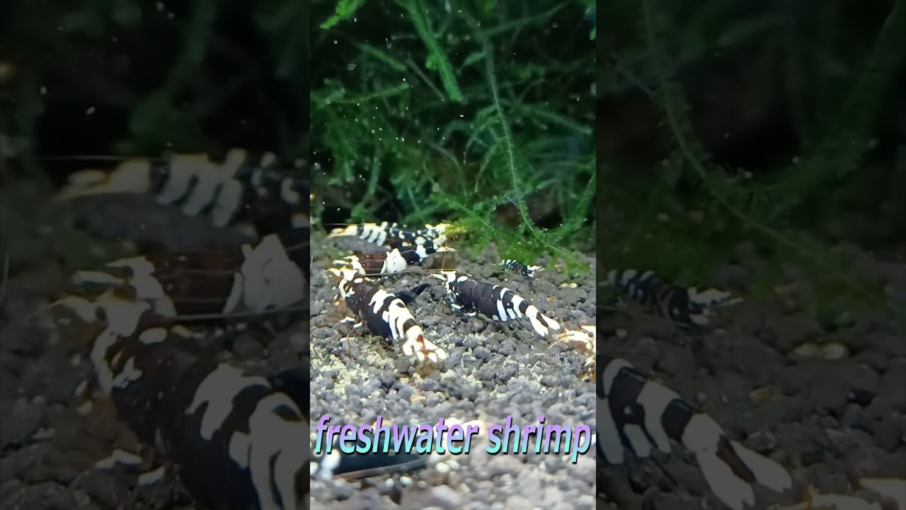 Black tiger bee shrimp ～黒太極～ #ブラックタイガービーシュリンプ #黒太極 #アクアリウム #aquarium