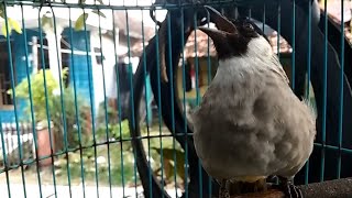 Download lagu Suara Kutilang Betina BIRAHI 100% Terbukti Bikin Gentilang Jantan Cepat Bunyi GACOR - PIKAT AMPUH mp3