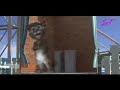 Sukhdev Murmur Video YouTube