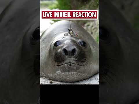 Neil the Seal is an absolute MENACE