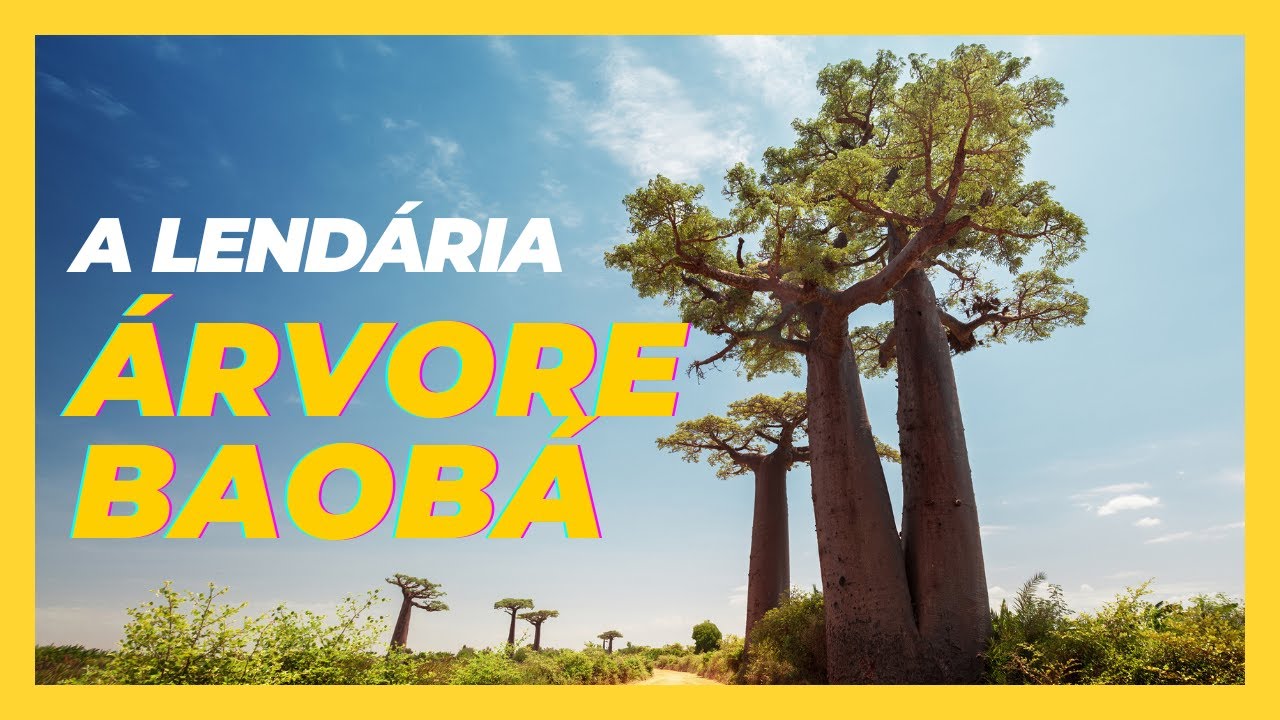 Conheça a lenda da árvore #Baobá