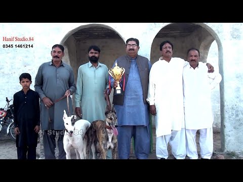 Greyhound track race Final chAk 82 SGD 9 Nov 2025 Ahbab Club