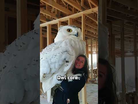 Owl core🥰#owl #owlhouse #owls #owlsoftiktok #owllove #funny #cute #fyp #love#foryou#foryoupage