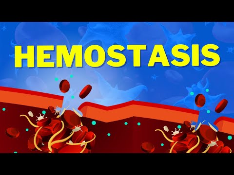 Hemostasis | How We Stop Bleeding