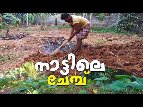 ചേമ്പ് ചരിതം |chembu krishi Malayalam