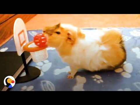 SMARTEST Guinea Pigs Do THE COOLEST Tricks | The Dodo
