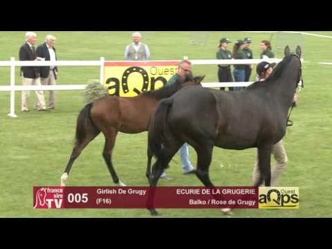 Show AQPS Le Lion 2016 : Lot 5 - Girlish De Grugy