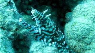 preview picture of video 'Dragon moray eel at The Koloa Landing Kauai, Hawaii Oct 23 2010'