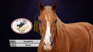 VIAJANTE (Cia. Guará) - MELHOR ANIMAL / Rodeio da FENAMILHO 2026