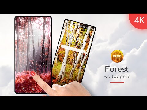 Forests wallpaper in 4K