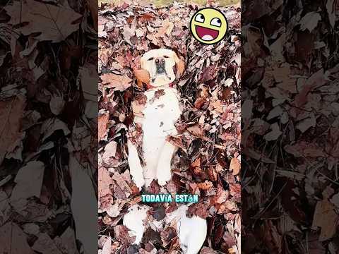 A este perro le encanta jugar en la casa del abuelo#funnyshorts #pets #love #cute