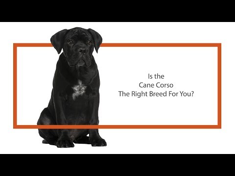 Cane Corso Breed Video