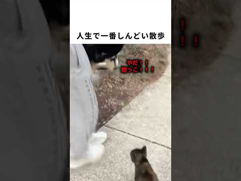 人生で一番しんどい散歩