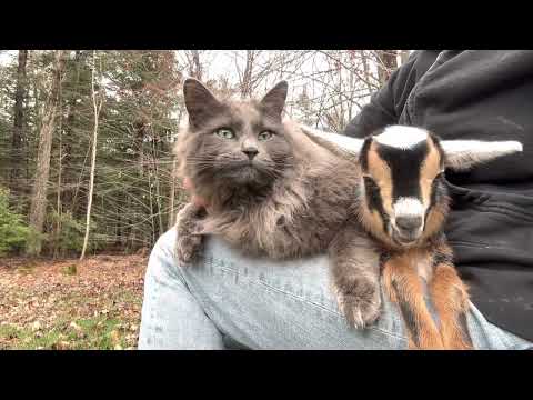Cat loves baby goat