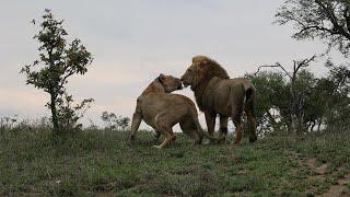 Rival male lion Steals Lioness from Resident male!!