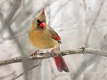 Female Cardinal At Feeder With Bird Call
