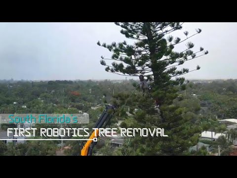 South Florida’s First Robotic Tree Removal – Grapple Saw Technology in ...