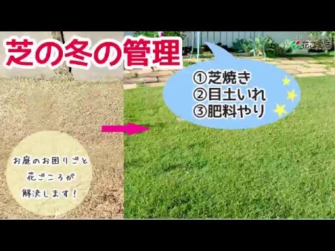 秋の芝生肥料で芝生を冬に備えましょう トピックス