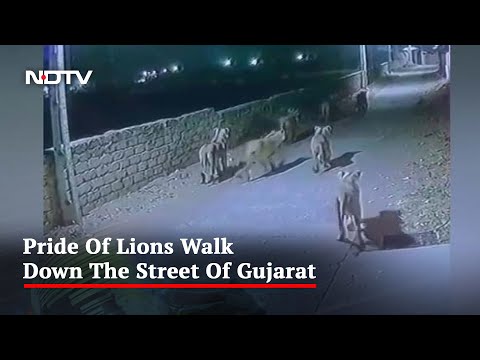 Watch: Pride Of Lions Walk Down The Street Of Gujarat At Night