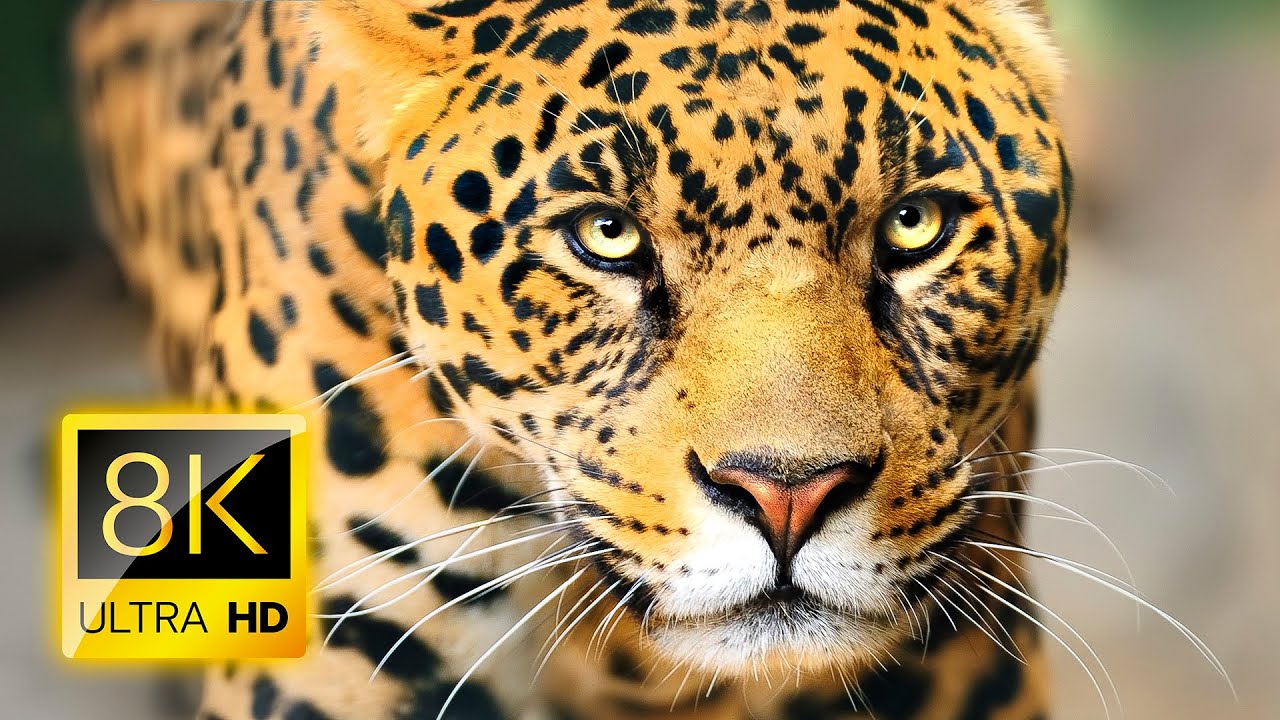 WONDERFUL ANIMALS 8K VIDEO ULTRA HD HDR / #8K #ANIMALS