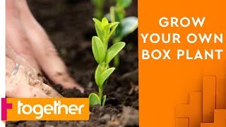 How to Grow Your Own Box Plant Using Clippings | The Great British Garden Revival