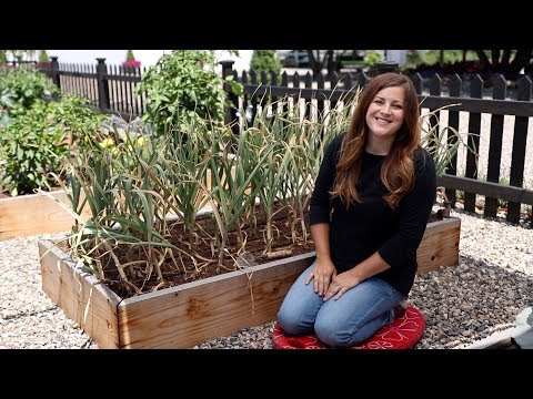 , title : 'Harvesting Garlic 🌿👩‍🌾// Garden Answer'