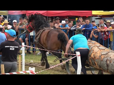 Concurs cu cai de tractiune Gilau, Cluj   Proba de simplu 10 Iulie 2021 Nou!!!