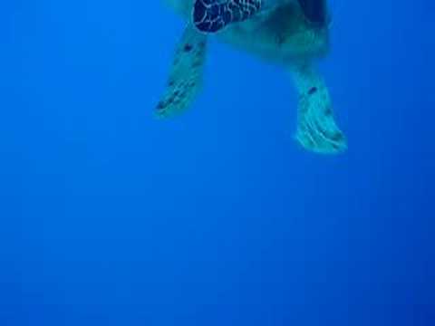 Schildkröte, Panorama Reef (Safaga),Ägypten