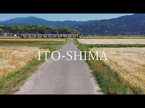 麦畑　～糸島10秒動画～